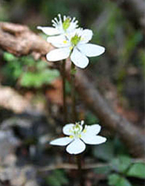 ‘Baikouren’ (coptis quinquefolia)