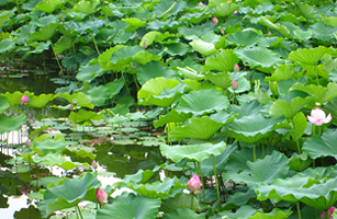 Matsugasaki Park Lotus Flower1