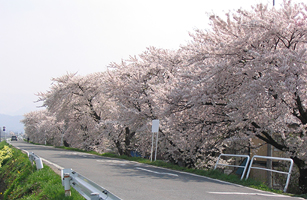 Matsukawa Riverbed Sakura2