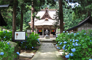 Sasano Kannon Hydrangea1