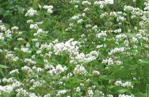 Nanbara District　Buckwheat flowers2
