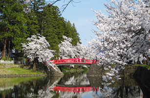 Cherry blossoms in Matsugasaki Park1