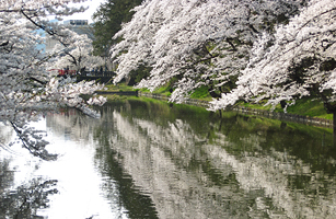 Cherry blossoms in Matsugasaki Park2
