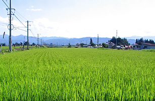 Rural scene