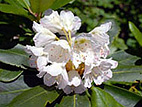 Rhododendron degronianum ‘Azumashakunage’