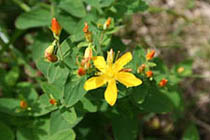 이와오도기리 1