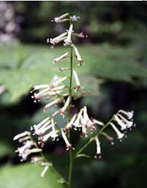 카니코우모리 1