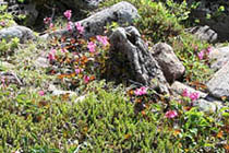 코이와카가미 1