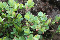 구로마메노키 1