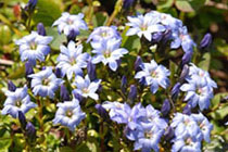 미야마린도우 1