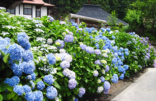 Dōmori-Zenkōji Hydrangea2