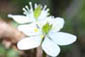 ‘Baikouren’ (coptis quinquefolia)2
