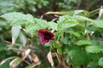Rubus Vernus ‘Benibana Ichigo’