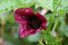 Rubus Vernus ‘Benibana Ichigo’2