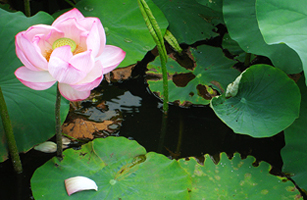 Matsugasaki Park Lotus Flower2