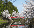 Cherry Blossom (Sakura)