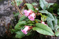Epigaea asiatica  ‘Iwanashi’