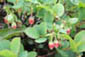 Bog Blueberry (Vaccinium uliginosum) ‘Kuromamenoki’