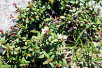 Alpine Azalea (Kalmia procumbens) ‘Minezuō’