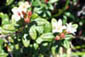 Alpine Azalea (Kalmia procumbens) ‘Minezuō’2