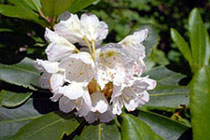Rhododendron degronianum ‘Azumashakunage’