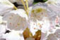 Rhododendron degronianum ‘Azumashakunage’2