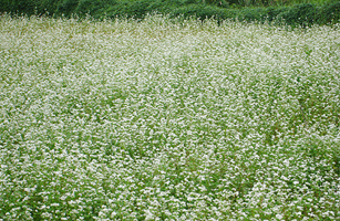 Nanbara District　Buckwheat flowers1