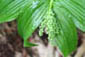 Maianthemum japonicum ‘Ukizasa’2