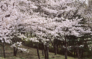 馆山公园 樱花2