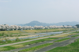松川河畔 櫻花1